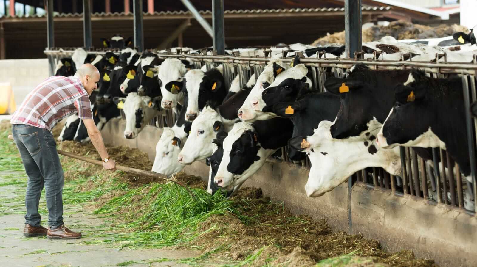 Cattle Close Mixed, with Feeders Leading the Charge Higher