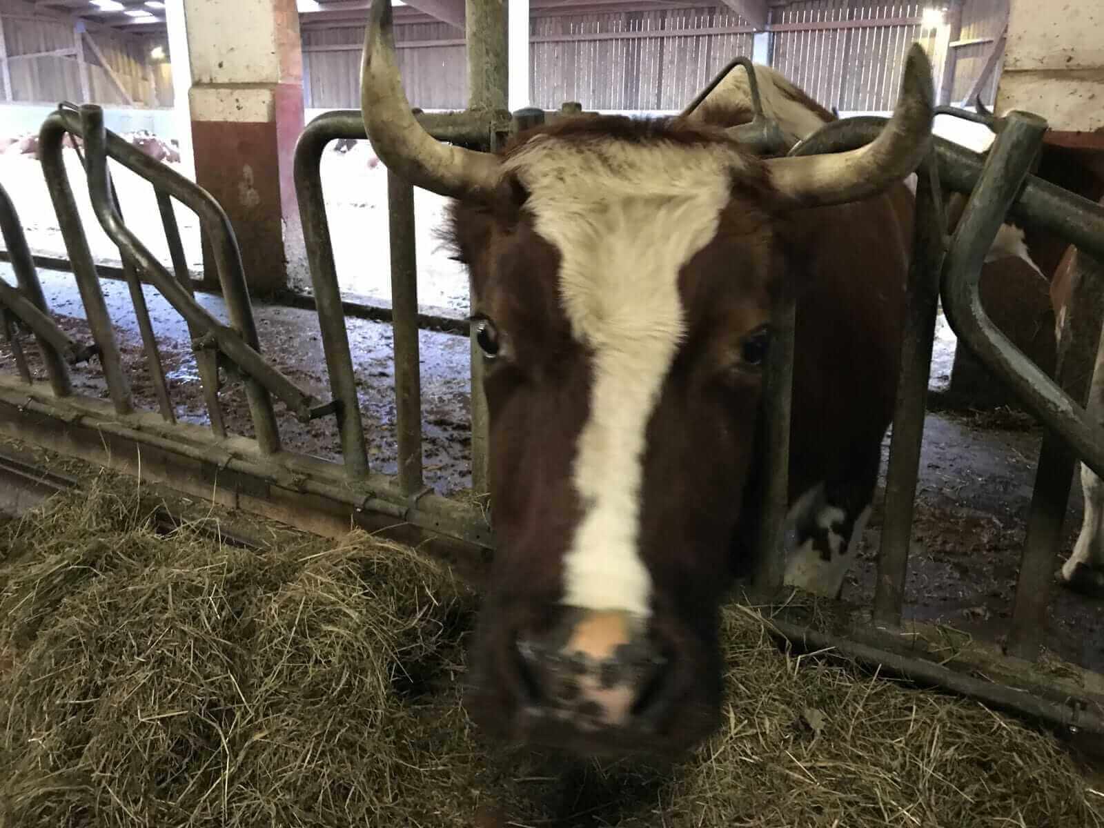 Cattle Extends Losses on Thursday
