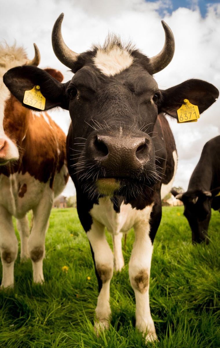 Cattle Fall Lower into the Weekend
