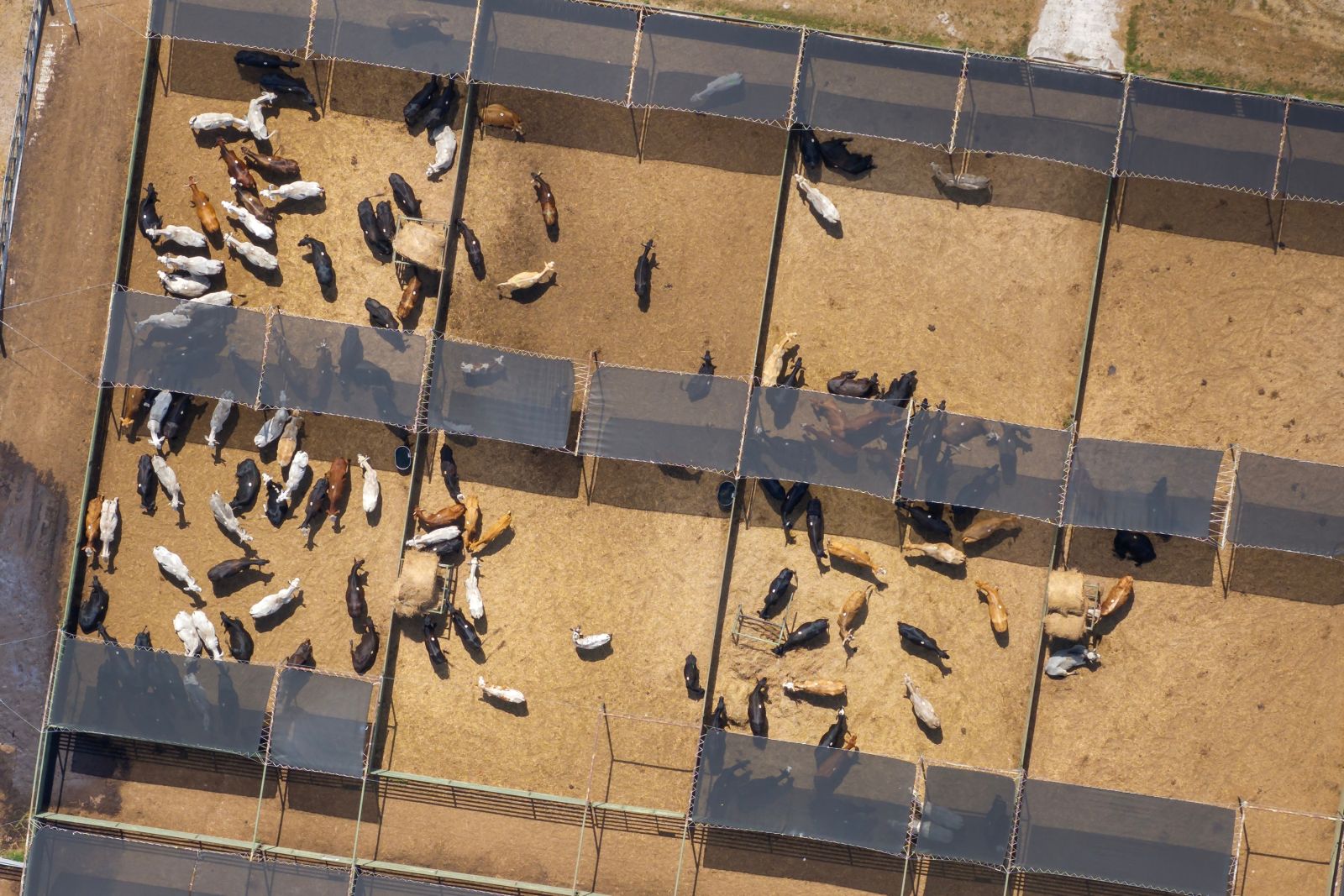 Cattle Hit Hard by Bears on Thursday