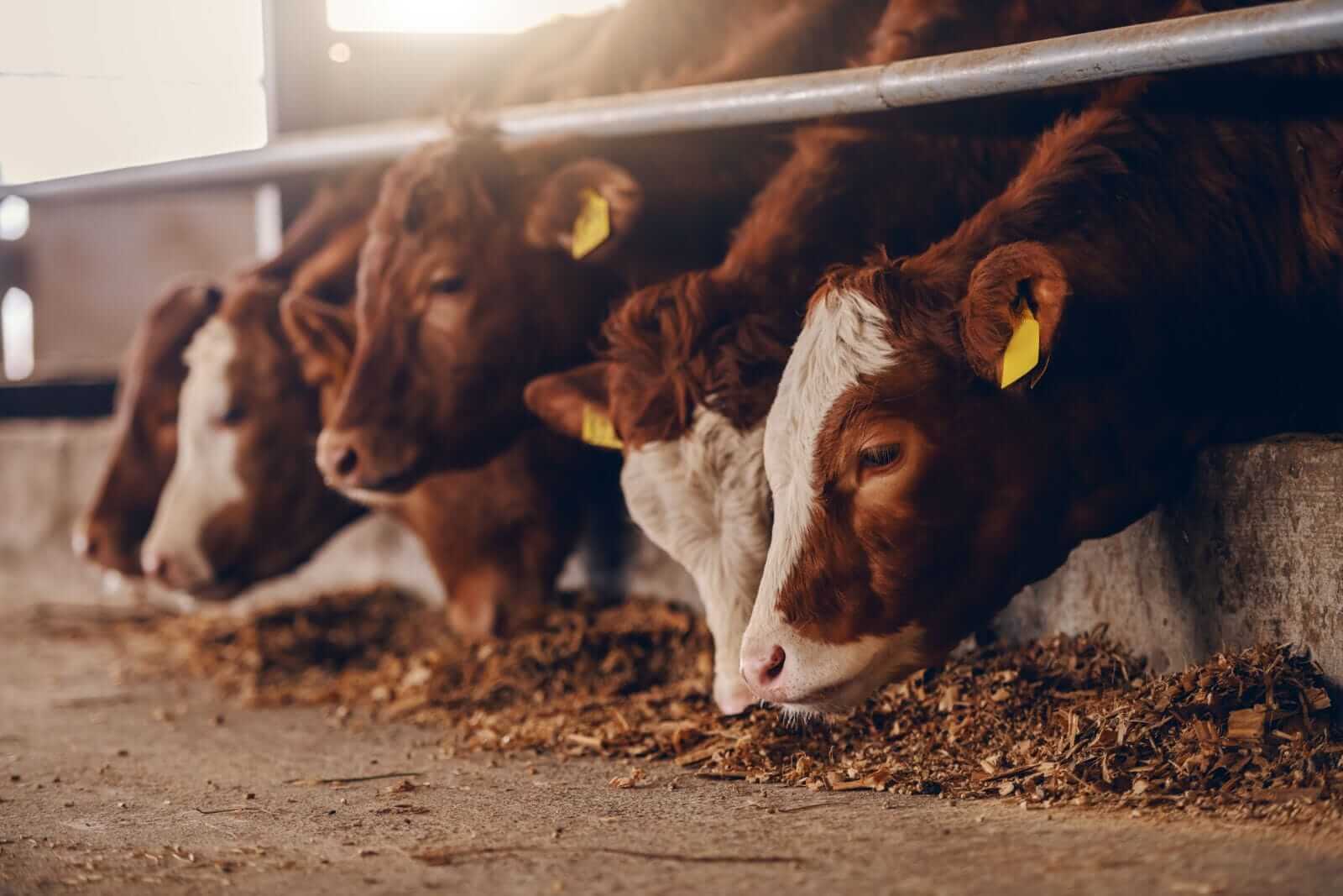 Cattle Look to Round Out a Week of Weakness on Friday