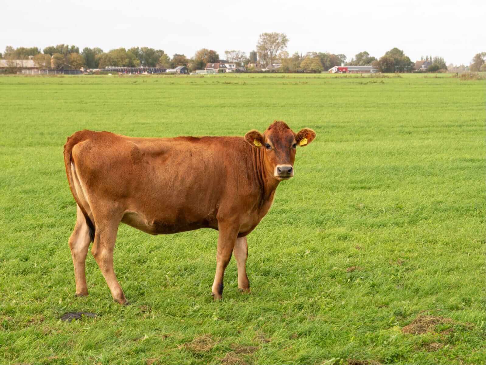 Cattle Look to Tuesday as Beef Falls on Monday
