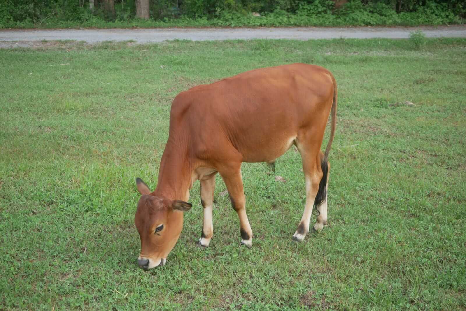 Cattle Look to Wednesday as Beef Weakness Continues