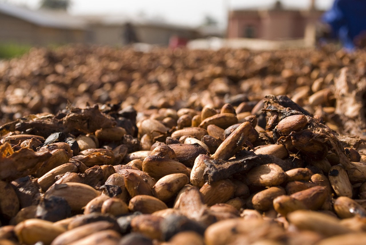 Cocoa Prices Tumble Amid Rising Supplies in the Ivory Coast