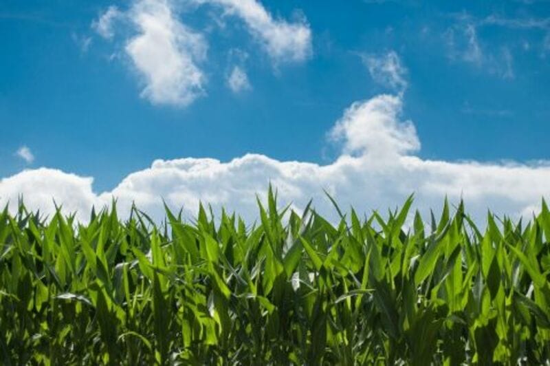Corn Bulls Getting a Headstart with Monday Morning Rally