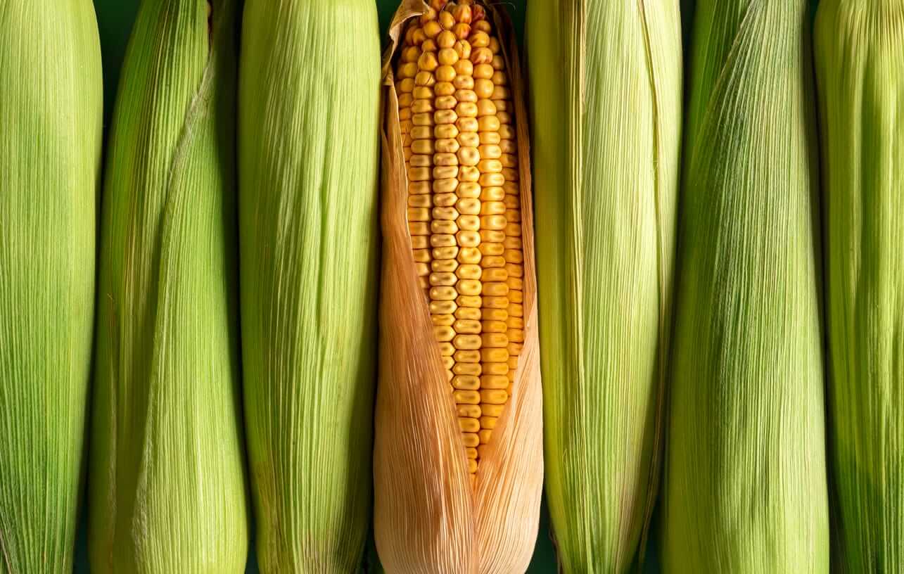 Corn Extending Modest Gains to Tuesday AM Trade