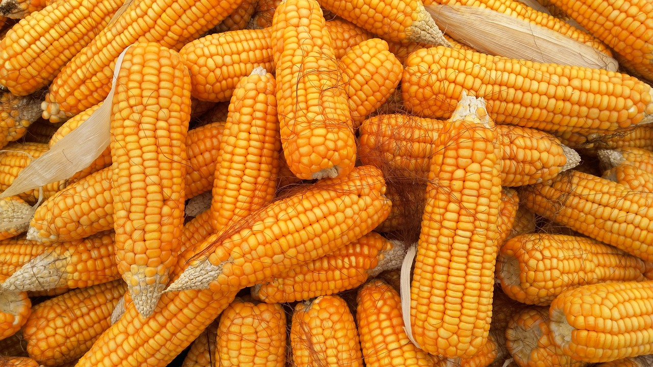 Corn Extending Strength to Thursday AM Trade