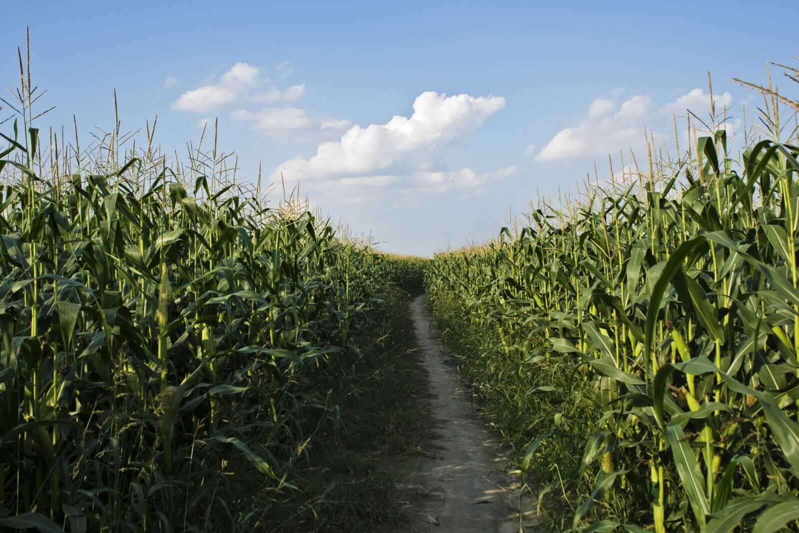 Corn Back to Rallying on Wednesday Despite Weaker Ethanol Data