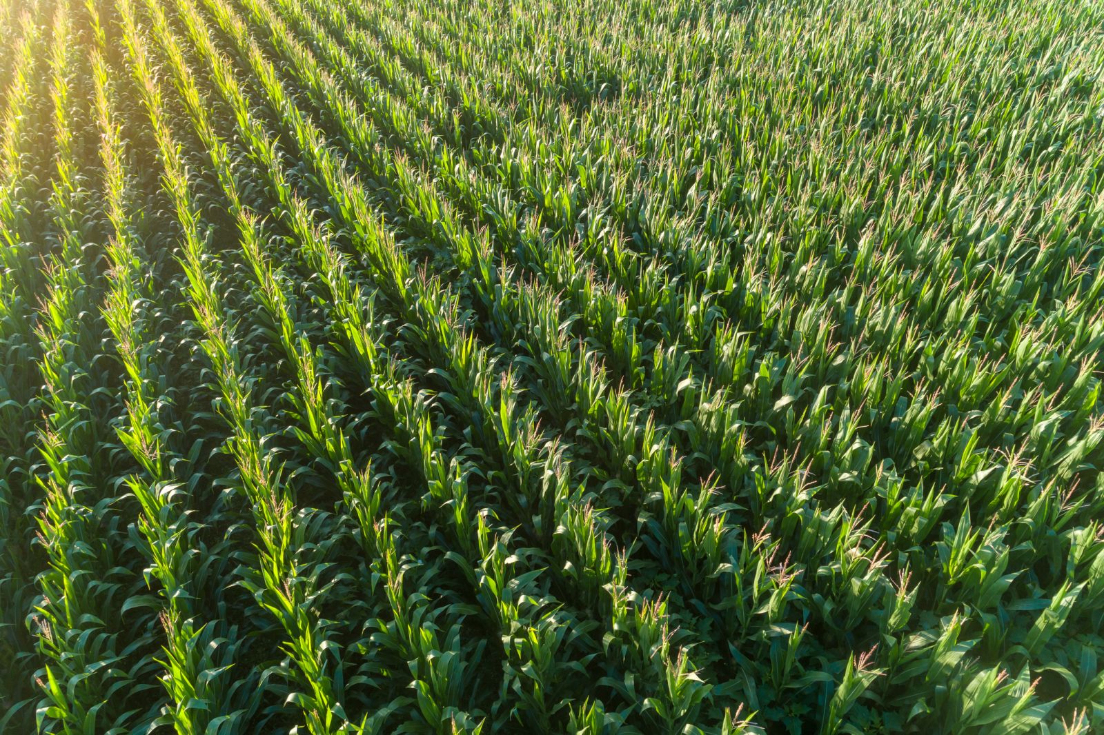 Corn Market Fading Wednesday Gains at Midday