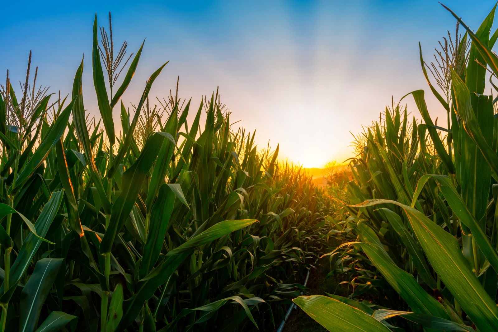Corn Sees a Late Push to Close Near the Highs on Friday