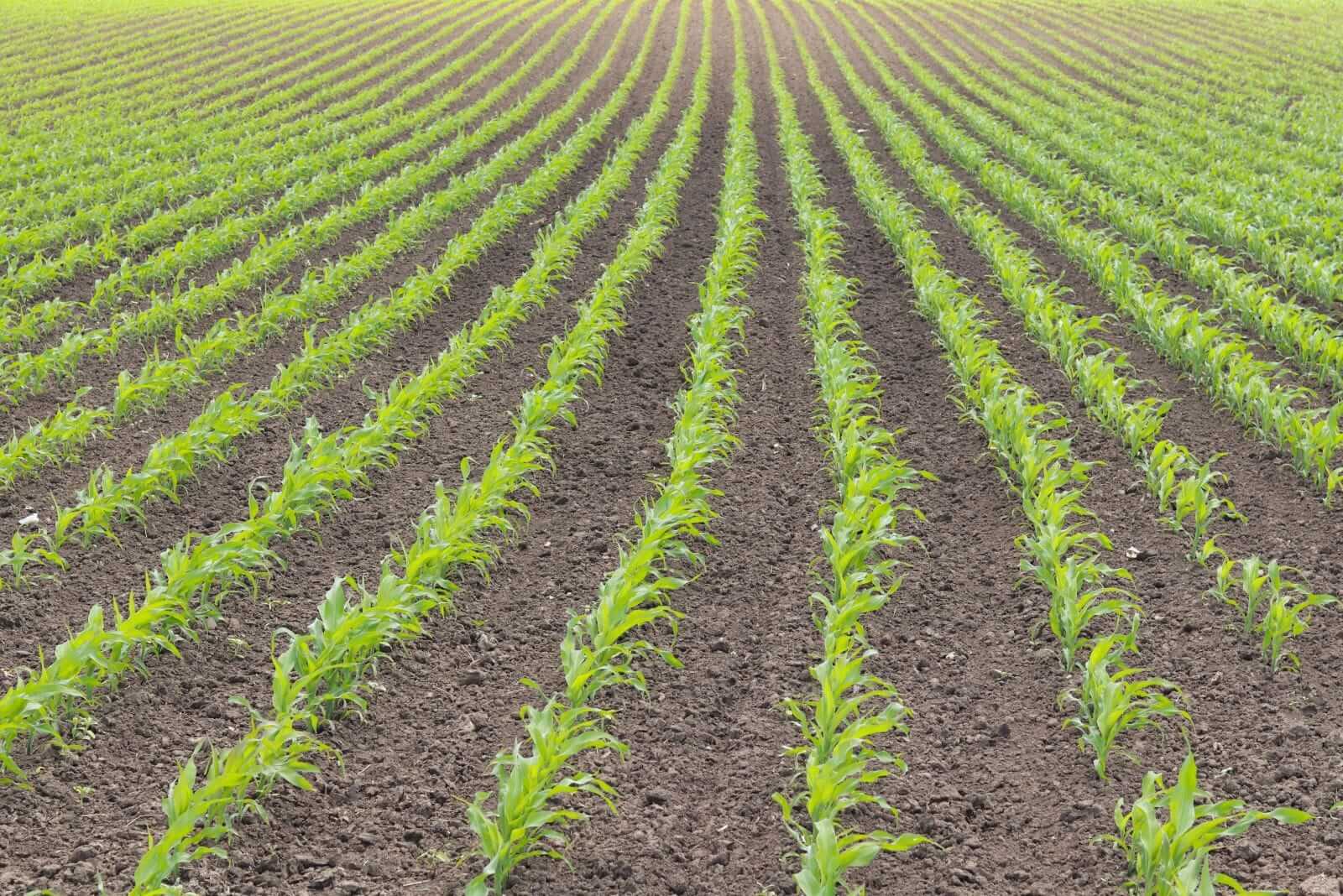 Corn Fades Back Lower on Thursday