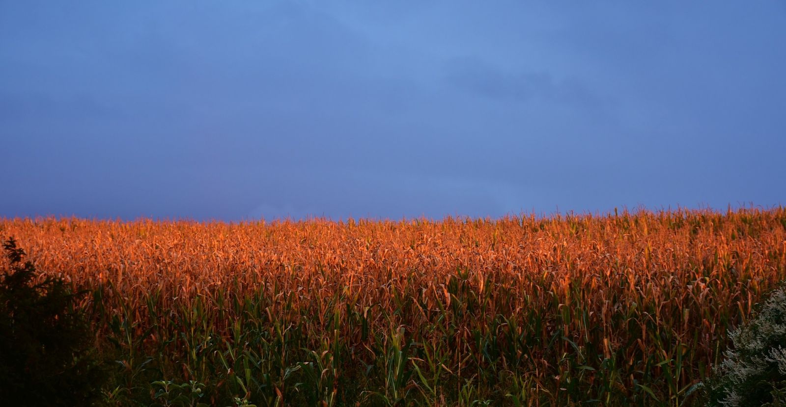 Corn Turning Higher at Midday