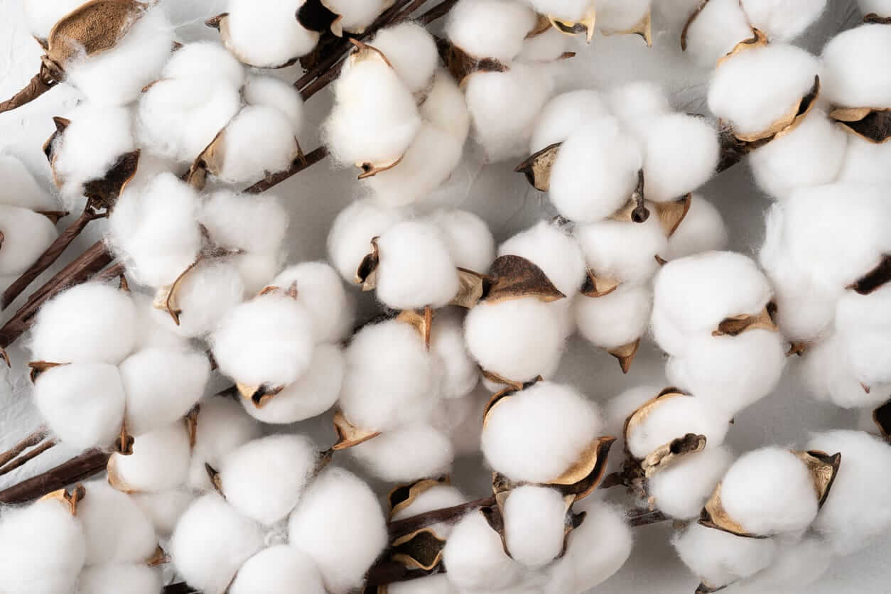 Cotton Bouncing Higher on Wednesday Morning
