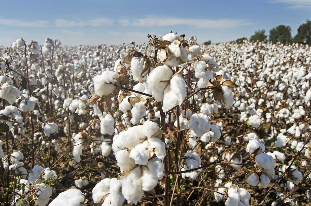 Cotton Extends Rally to Tuesday, Nearing Limit Gains