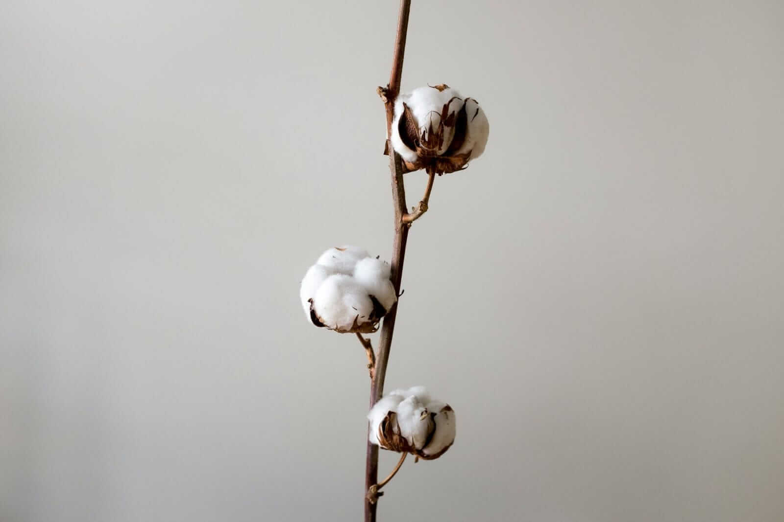 Cotton Fades Back Lower on Wednesday