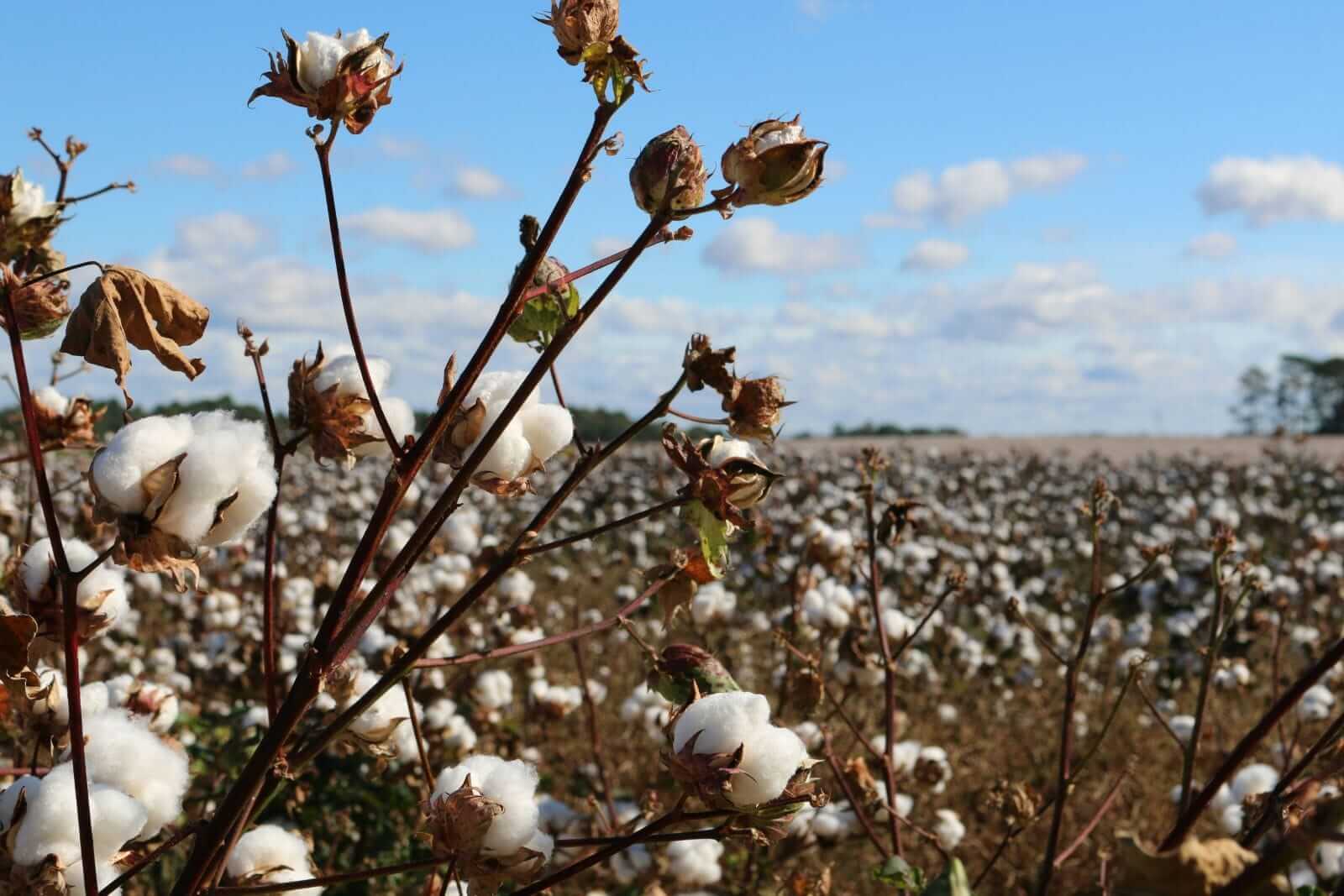 Cotton Falling Back on Wednesday