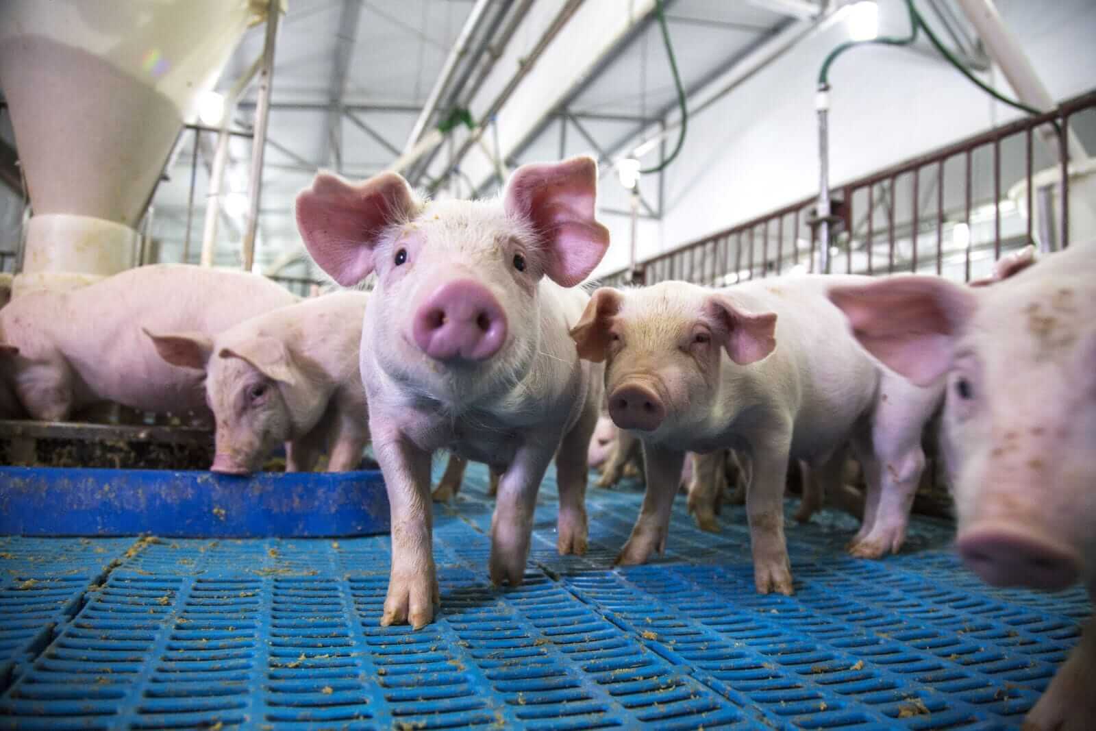 Hog Bulls Look for Follow-Up as Pork Firms, Mostly Higher at Midday