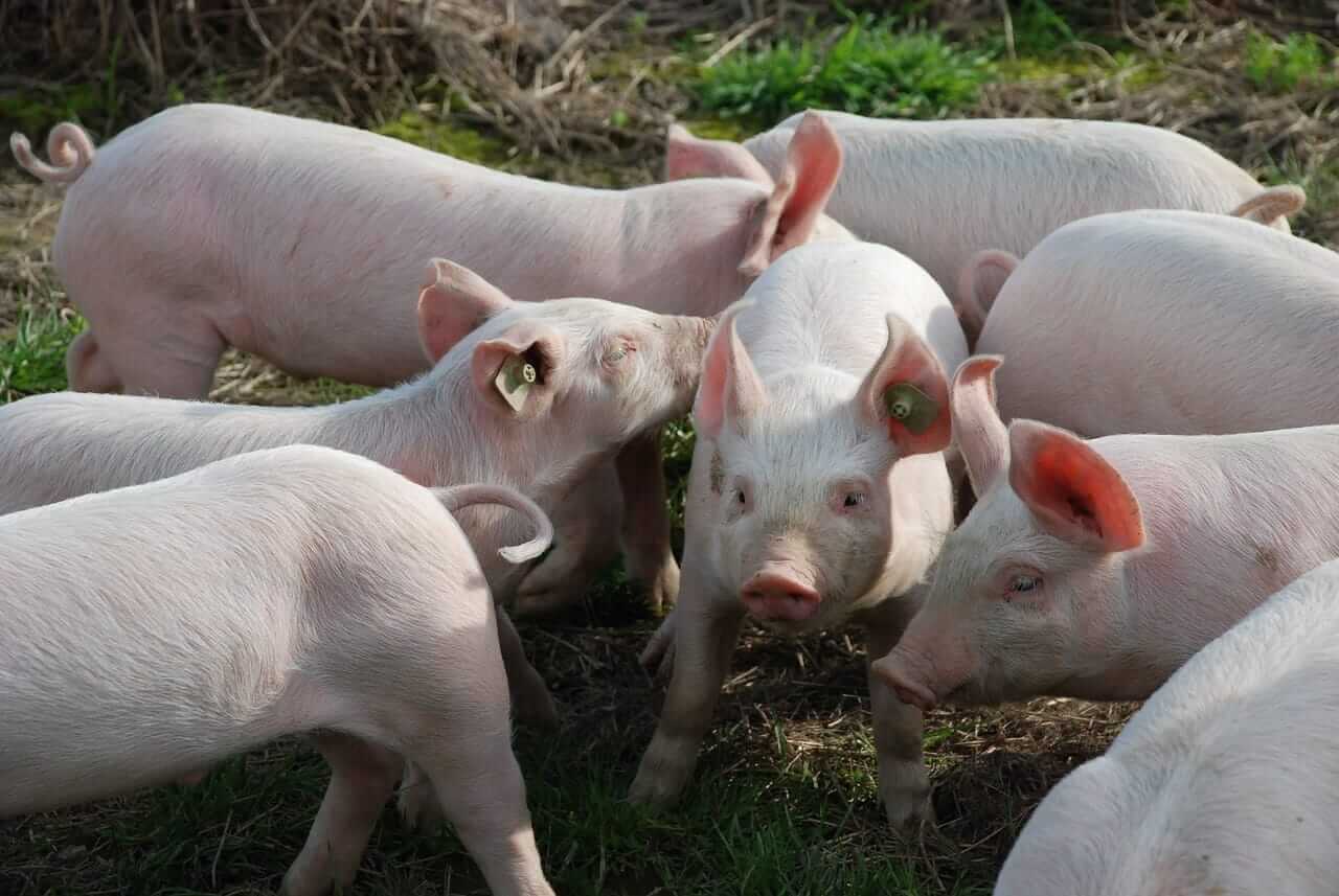 Hog Bulls Look for Follow-Up on Wednesday Gains as Pork Firms