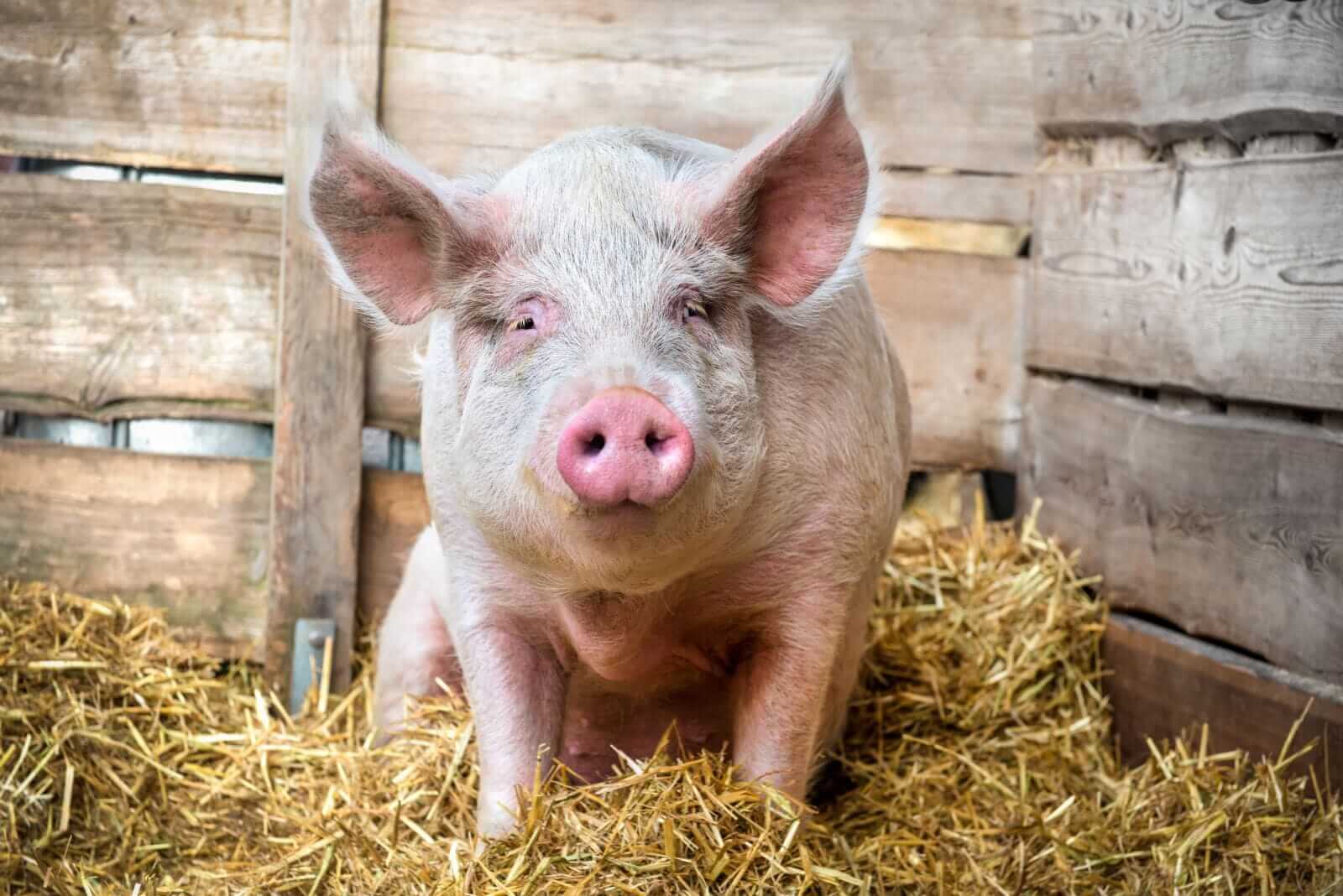 HogsHogs Close with Gains on Friday