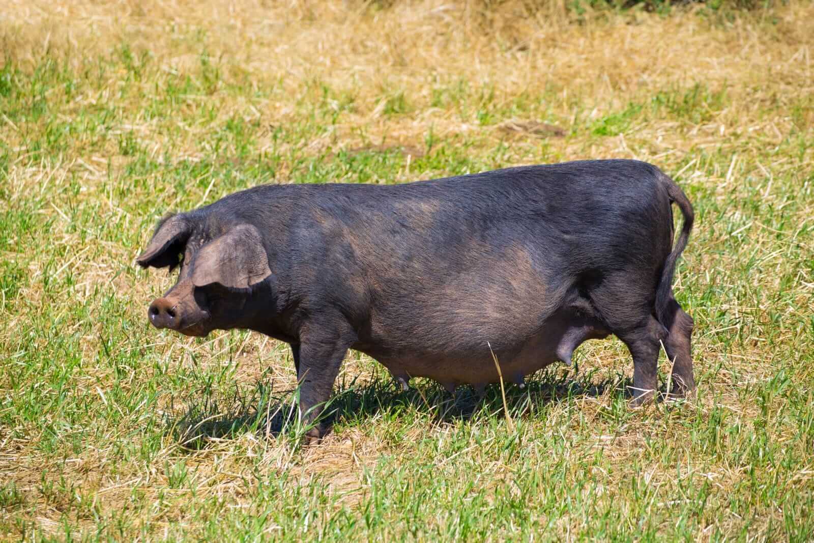 Hogs Post Mostly Lower Trade on Tuesday