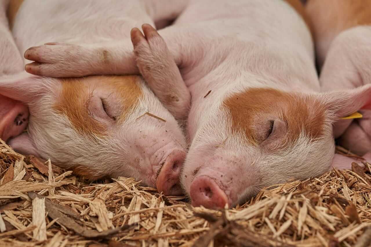 Hogs Look at Friday, Pork Continues Climb Above $100
