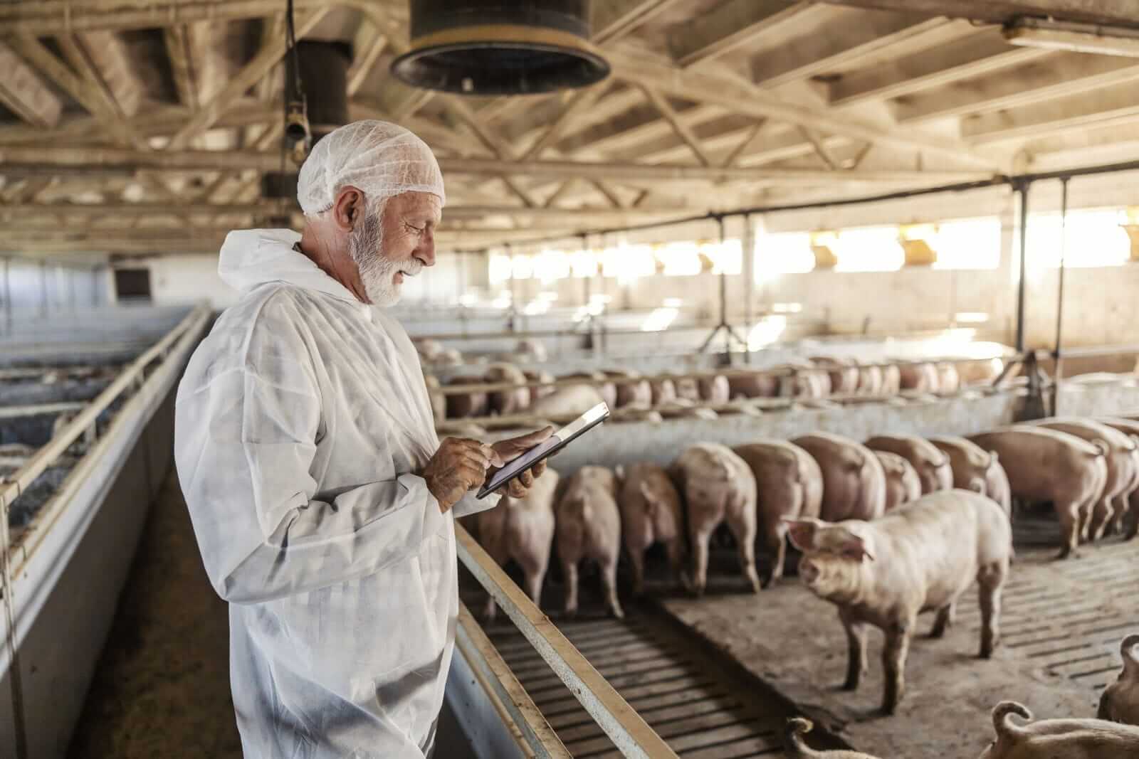 Hogs in Rally Mode on Wednesday