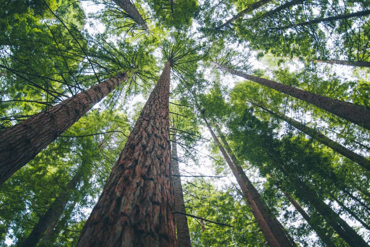 2 Canadian Dividend Stocks I’d Buy for Stability and Growth