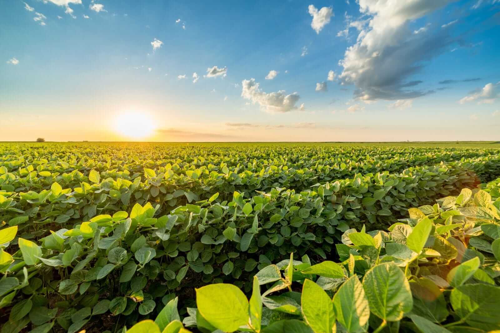Soybeans Round the Week with Gains, Following Slew of Export Business on Friday