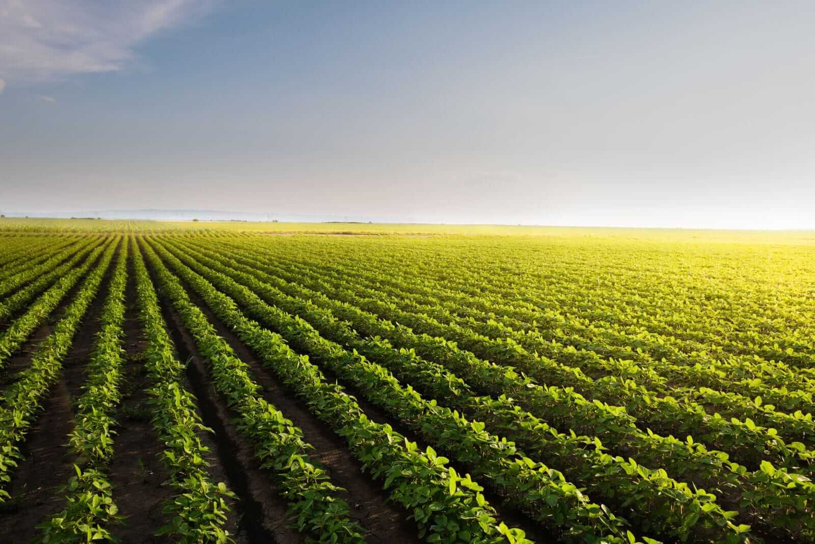 Soybeans Posting Modest Friday AM Strength