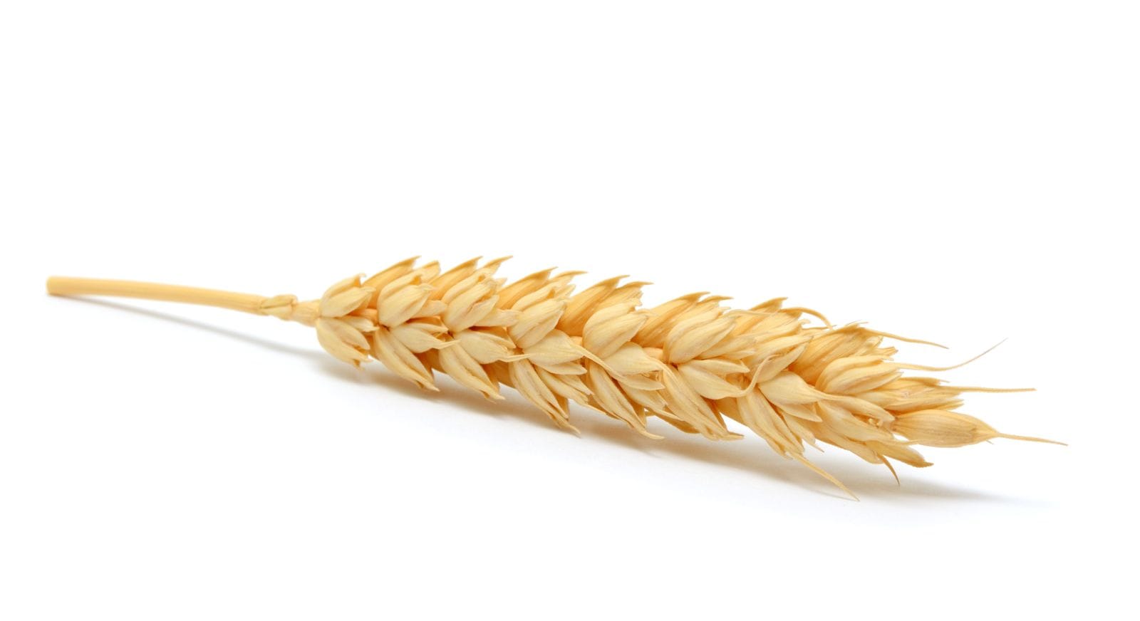 Wheat Bulls Starting Friday Morning with Gains