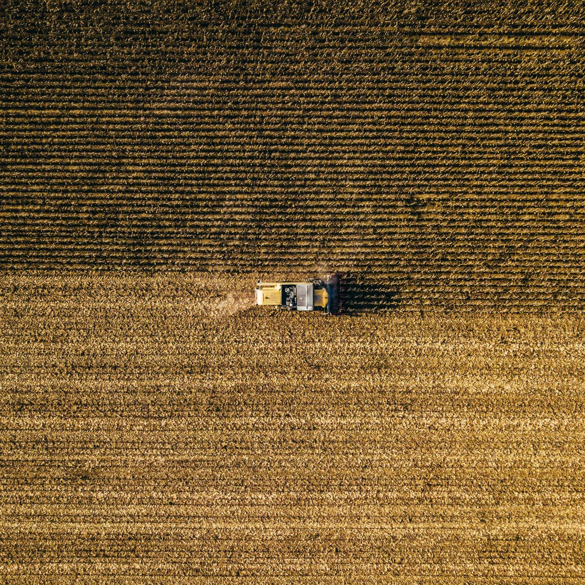 Wheat Falls Back on Wednesday