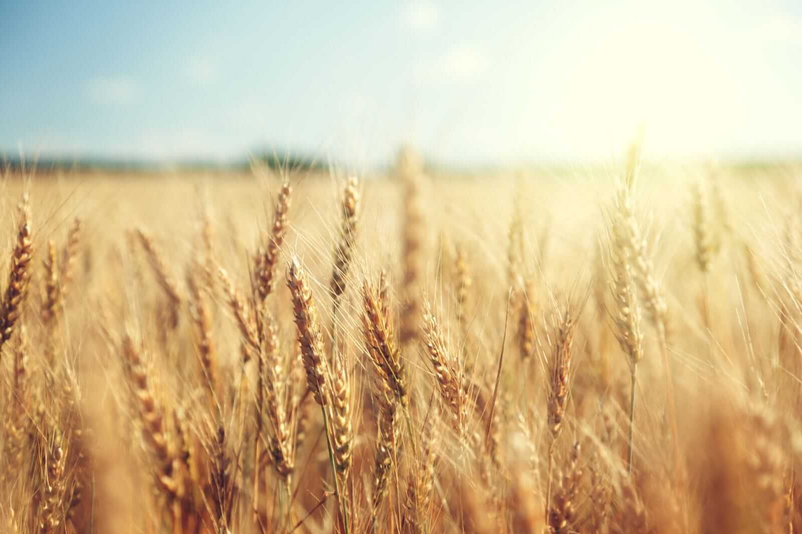 Wheat Showing Modest Thursday Morning Gains