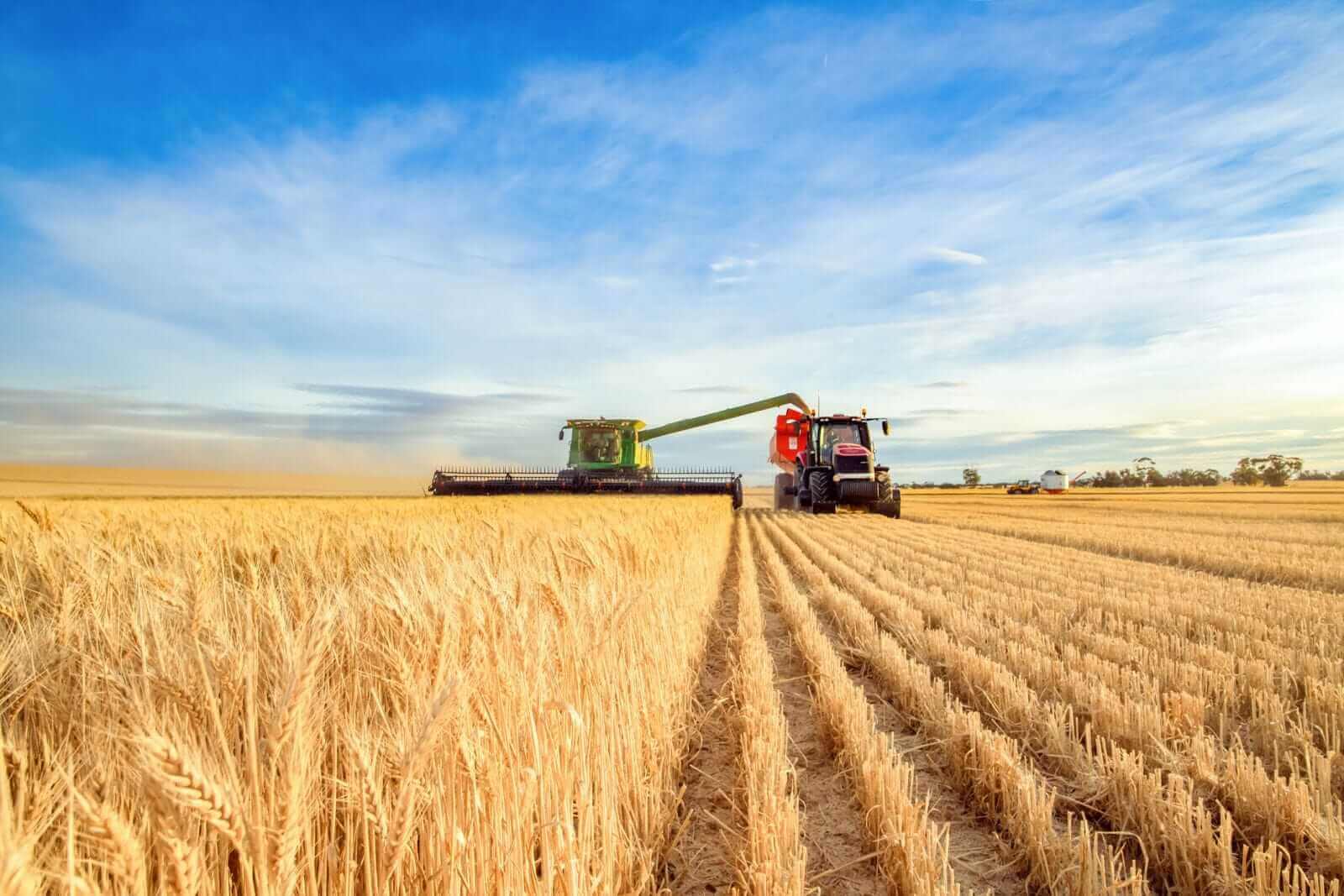Wheat Strengthens into the Friday Close